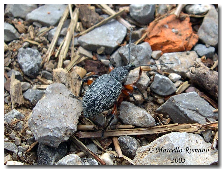 Identificazione curculionidae: Otiorhynchus cardiniger